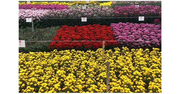 北方菊花栽培技術(shù)交流會(huì)在凌源市召開