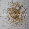 大量供應草坪種子 雜三葉草坪種子 紅三葉草坪種 紅三葉草種
