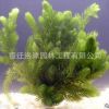 供應優質水生植物 金魚藻水生植物 消毒活體植物 凈化水質