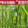 供應(yīng)蘆葦種根，保土固堤生態(tài)水景綠化植物-蘆葦
