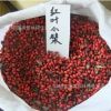 供應(yīng)紅葉小檗種子，郵寄紅葉小檗種子批發(fā)紅葉小檗種子