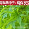 公司批發(fā)青楓種子 青楓樹種子 雞爪楓 落葉小喬木 苗木種子