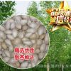 公司批發(fā) 銀杏種子 白果種子 銀杏樹種子 林木種子 發(fā)芽率95%以上