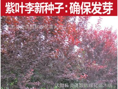 批發 新李子種子批發 紅葉李 李子樹 櫻桃李種子 紫葉李種子