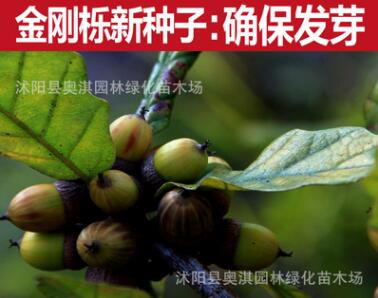 金剛櫟種子 林木種子 金剛櫟樹種 綠化工程用種 發芽率高