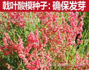 戟葉酸模種子莖多分枝 老技木質 葉簇生 生長海拔高或溝谷