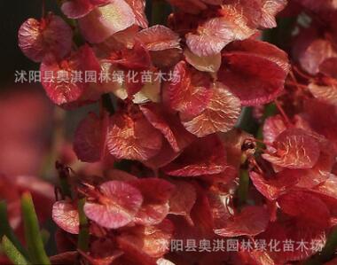 戟葉酸模種子莖多分枝 老技木質 葉簇生 生長海拔高或溝谷