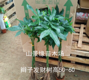 【基地直供】批發(fā)發(fā)財樹 觀葉植物小盆栽花卉發(fā)財樹盆栽