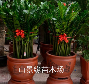 金錢樹 室內(nèi) 盆栽 大 招財進(jìn)寶榮華富貴 金錢樹盆栽