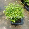 15CM球型滿天星 盆景植物花卉小盆栽綠色室內花木
