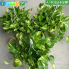 A180#花葉綠蘿盆景辦公室中小型綠色花草植物花卉吊籃盆栽批發