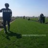 基地批發(fā)四季青綠化草坪百慕大果嶺草坪冷季型泥培草坪直銷價(jià)格