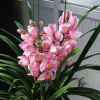 盆栽花卉大花蕙蘭 建蘭 墨蘭 虎頭蘭當(dāng)年開(kāi)花大花惠蘭蘭花苗