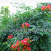 凌霄苗直銷 攀援花卉 美國凌霄花苗 藤本植物 攀爬快 垂體綠化