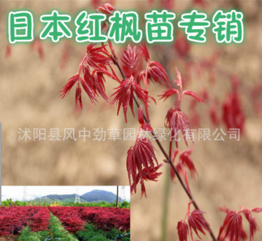 日本紅楓苗 苗圃直銷 正宗紅舞姬紅楓小苗 園林綠化苗木 觀葉植物