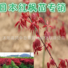 日本紅楓苗 苗圃直銷 正宗紅舞姬紅楓小苗 園林綠化苗木 觀葉植物