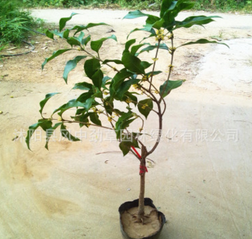 金桂苗基地直銷 嫁接金桂樹苗 優(yōu)質(zhì)品種桂花小苗 特香型 四季常青