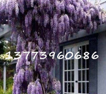 批發(fā)紫藤樹小苗 紫藤蘿花苗 別墅小區(qū)花架長廊攀援爬藤花卉植物
