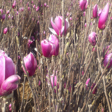 基地直銷紅玉蘭小苗 規(guī)格齊全 工程綠化苗木 根系發(fā)達 綠化苗