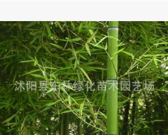 基地直銷剛竹 剛竹苗 竹子庭院行道樹(shù)四季常青 規(guī)格齊全量大優(yōu)惠