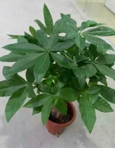 特優(yōu)發(fā)財樹批發(fā)木本盆栽四季暢銷盆景招財樹各種規(guī)格發(fā)財樹基地