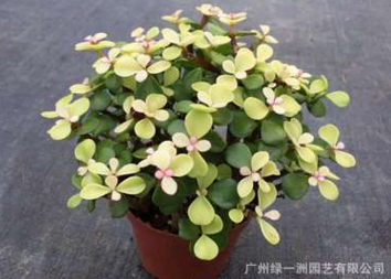 基地批發(fā)綠色盆栽 金枝玉葉 多肉植物 防輻射室內(nèi)景觀彩葉植物