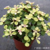 基地批發(fā)綠色盆栽 金枝玉葉 多肉植物 防輻射室內(nèi)景觀彩葉植物