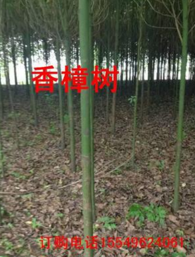 香樟樹各種規格香樟樹大葉香樟樹小葉香樟樹量大樹形優美低價批發