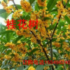 巖桂樨樹桂花金桂湖北桂花河南桂花樹規(guī)格綠化苗木花卉價(jià)格