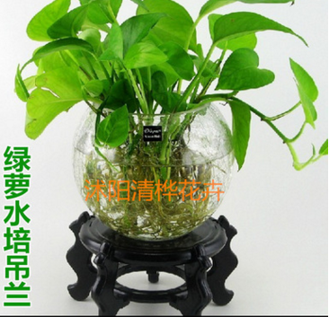 直銷綠蘿水培植物吊蘭 盆栽花卉室內綠蘿吊蘭凈化空氣防輻射植物