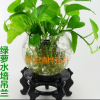 直銷綠蘿水培植物吊蘭 盆栽花卉室內(nèi)綠蘿吊蘭凈化空氣防輻射植物