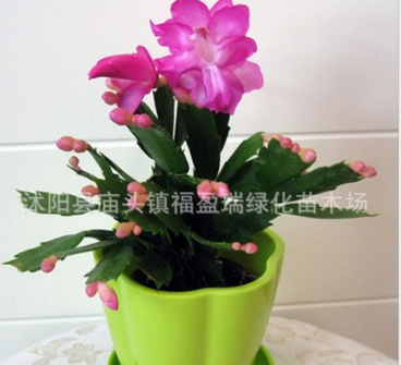 室內(nèi)外盆栽綠植四季常青觀葉花卉 蟹爪蘭 凈化空氣當年開花大苗