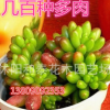 虹之玉多肉植物批多肉植物批發(fā)多肉一件代發(fā)零售混批多肉批發(fā)