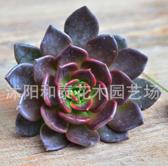黑王子多肉植物批一件代發(fā)多肉植物盆栽黑王子多肉4-7CM植物多肉