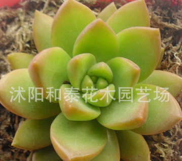多肉植物批多肉黃麗多肉植物-4-6厘米多肉批發(fā)黃麗肉肉植物