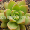 多肉植物批多肉黃麗多肉植物-4-6厘米多肉批發(fā)黃麗肉肉植物