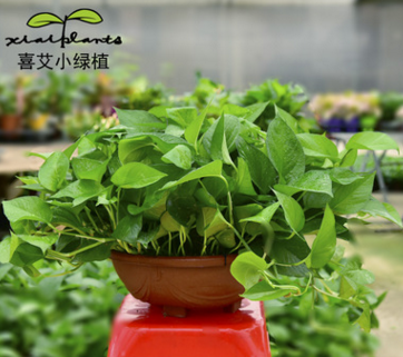 【基地直銷】批發各規格青葉綠蘿花卉盆栽凈化空氣去甲醛綠植
