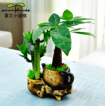 【基地直銷】室內客廳微型盆景綠植花卉發財樹富貴竹網紋草組合盆