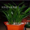 批發(fā)蘭花室內(nèi)盆栽 高檔花卉 凈化空氣 防輻射 量大價格優(yōu)惠