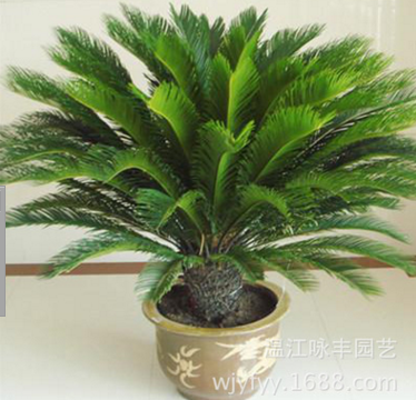 批發鐵樹蘇鐵鳳尾蕉，四季常青成都基地直銷