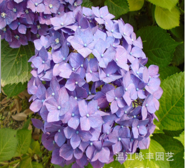 四川繡球花成都繡球花綿陽繡球花南充八仙花貴州繡球花貴陽繡球花