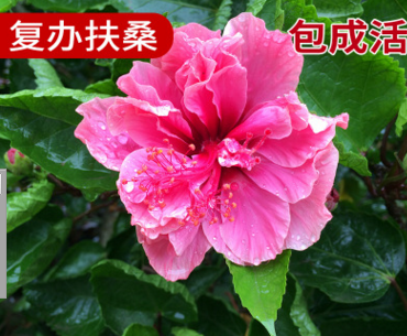 漳浦基地生產(chǎn) 福建漳州馬口綠化苗木 園林復(fù)辦扶桑 扶桑球花