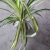 吊蘭 銀邊草 金邊草 自產(chǎn)自銷(xiāo)