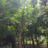 批發(fā)法國(guó)梧桐 10-30公分 農(nóng)戶(hù)價(jià)