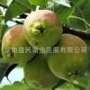 熱賣果樹苗木 南方品種嫁接果苗 梨子種苗 香酥梨苗