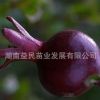 黑石榴苗批發 庭院植物 盆栽果樹苗 墨石榴樹苗 嫁接種苗