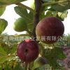 果樹苗木 可盆栽地栽嫁接果苗 無花果樹苗 瑪斯義·陶芬雙季果苗