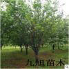 海棠苗 西府海棠樹苗批發(fā)/價格 垂絲海棠 木瓜海棠 絢麗 紅寶石