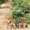 【花椒樹】獅子頭大紅袍花椒苗批發(fā)/九葉青花椒苗/無刺花椒苗