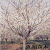 大量批發(fā) 櫻花樹 櫻花小苗 染井吉野 關(guān)山櫻 規(guī)格全 樹形好